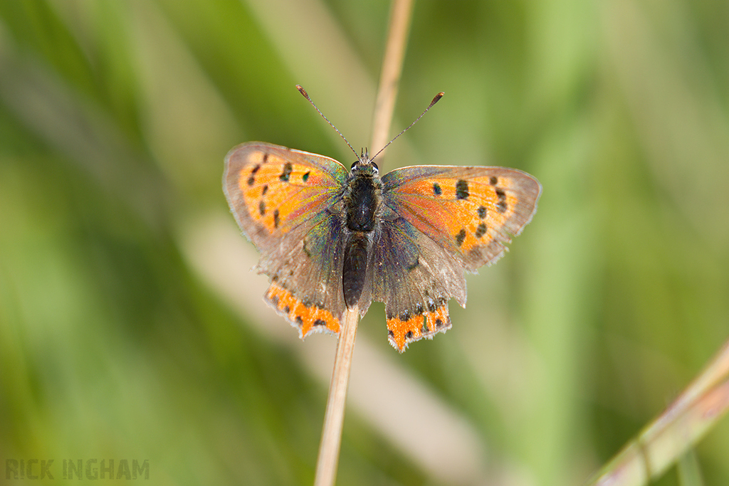 Small Copper Butterfly