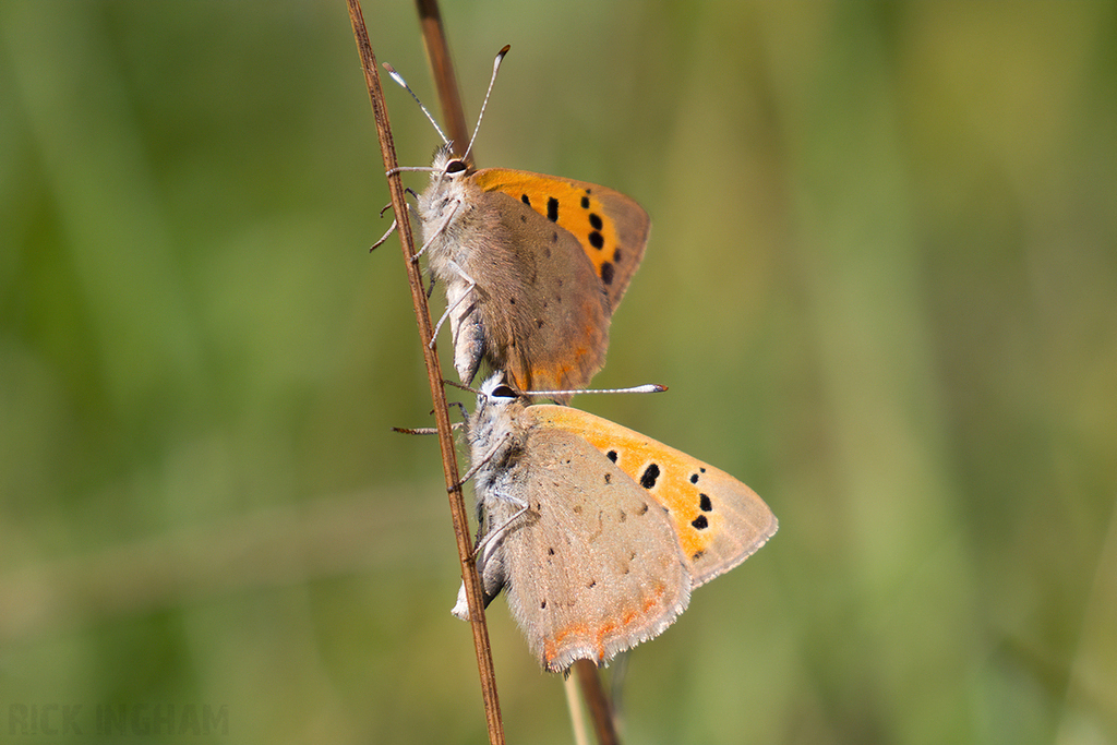 Small Copper Butterfly