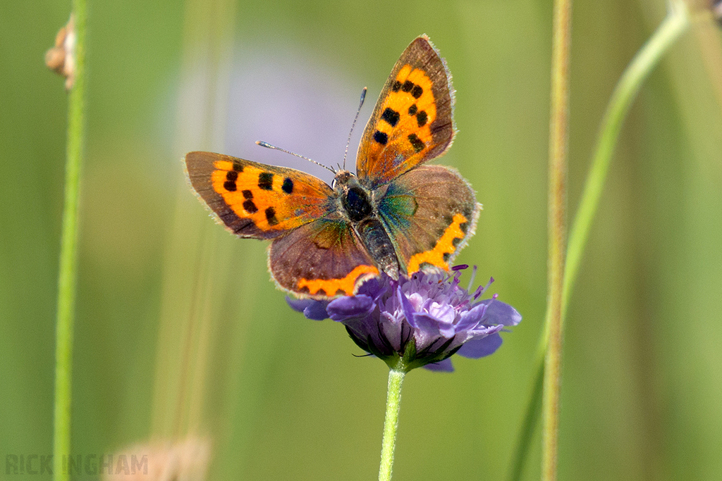 Small Copper Butterfly