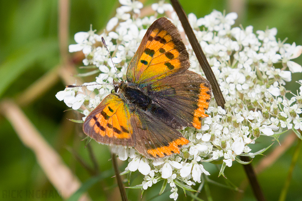 Small Copper Butterfly