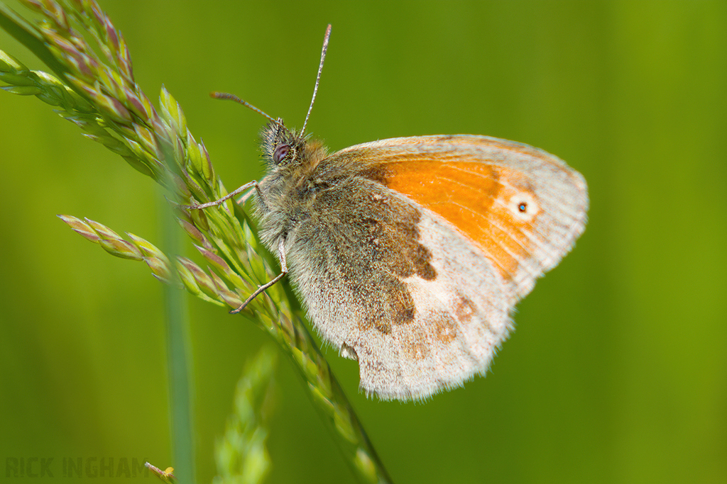 Small Heath Butterfly