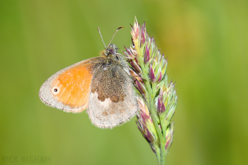 Small Heath Butterfly