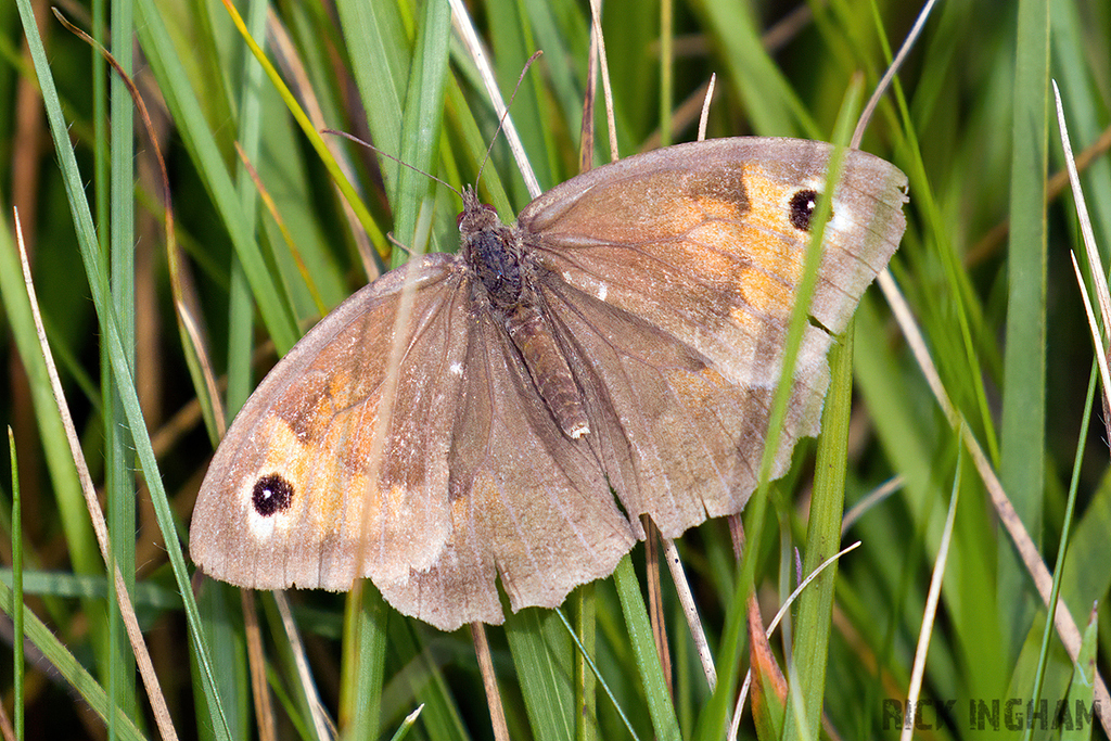 Meadow Brown Butterfly