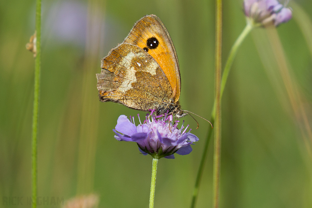 Gatekeeper Butterfly