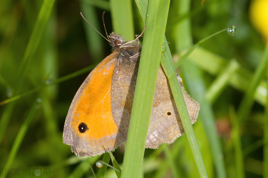 Meadow Brown Butterfly