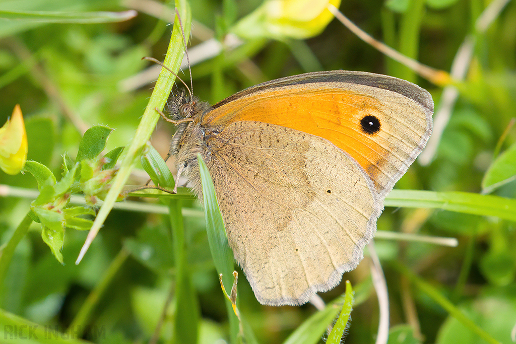 Meadow Brown Butterfly