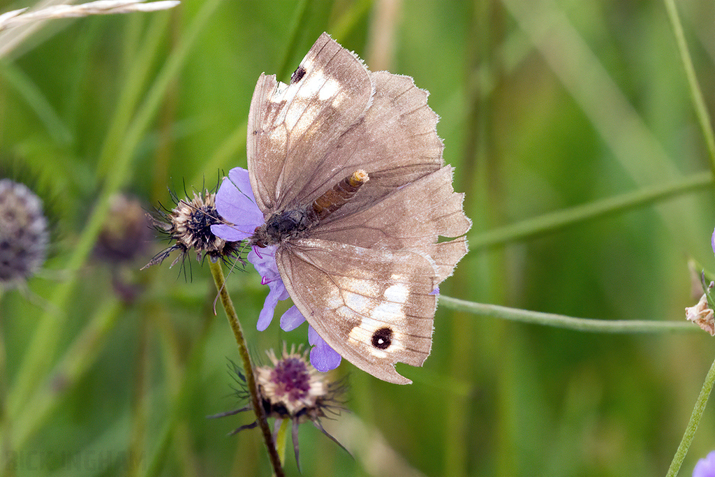 Meadow Brown Butterfly