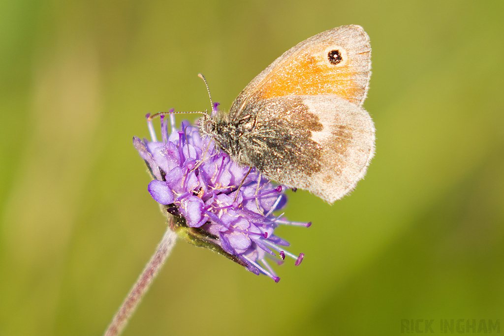 Small Heath Butterfly