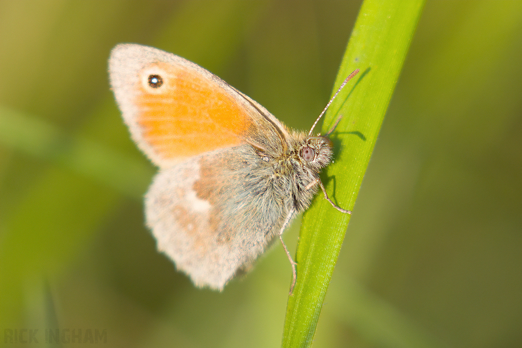 Small Heath Butterfly