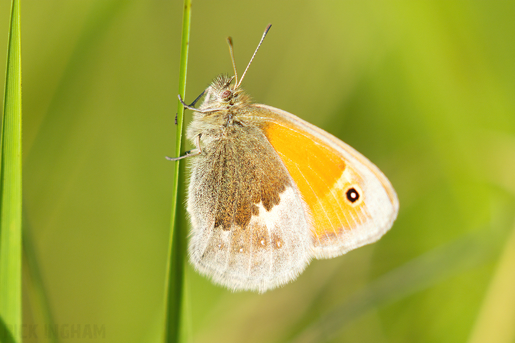 Small Heath Butterfly