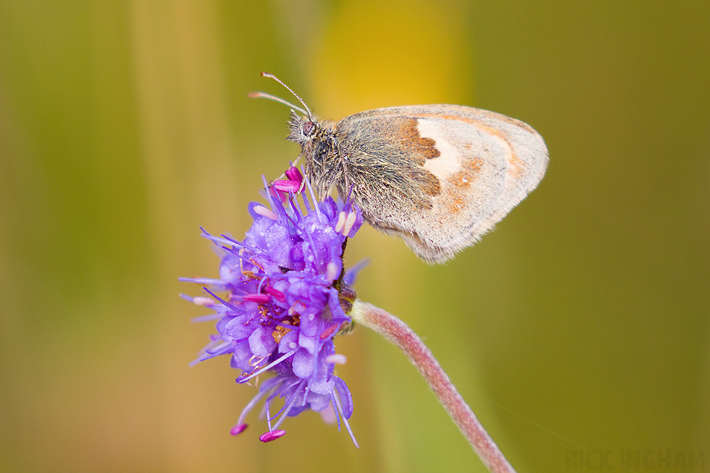 Small Heath Butterfly