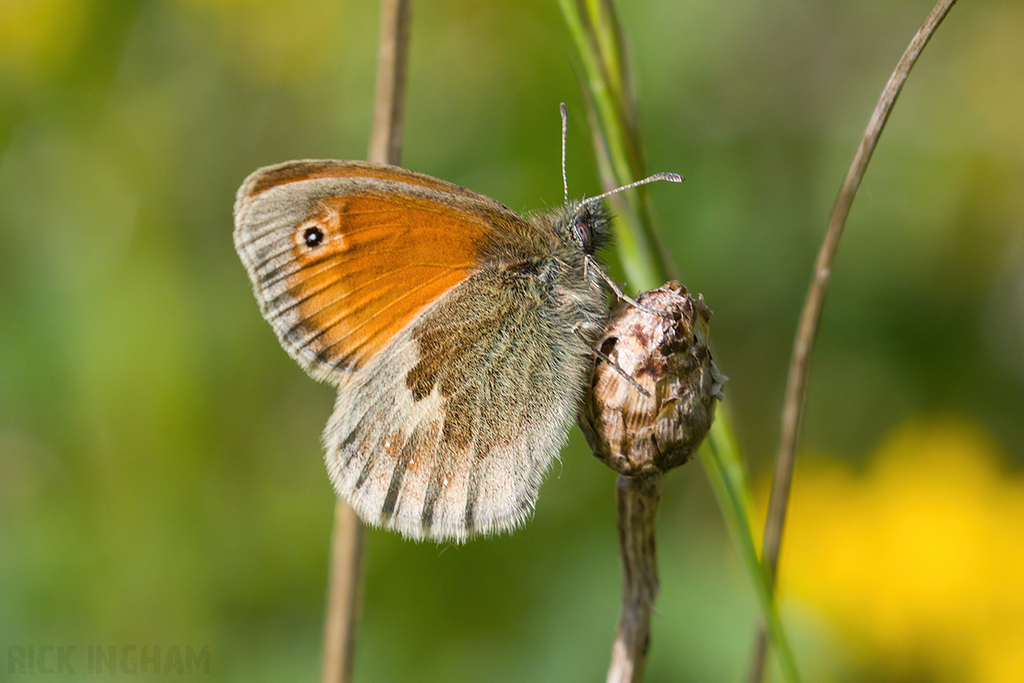 Small Heath Butterfly