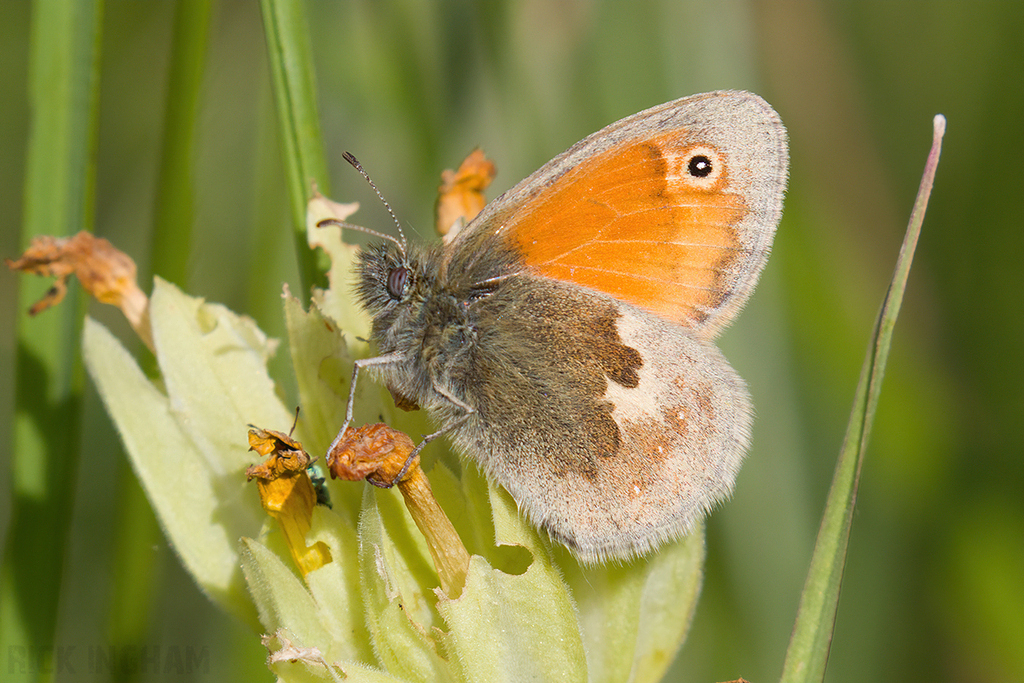 Small Heath Butterfly