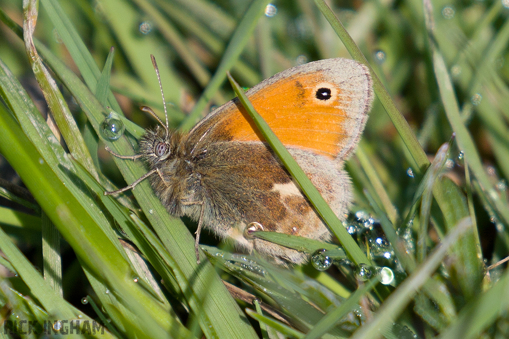 Small Heath Butterfly