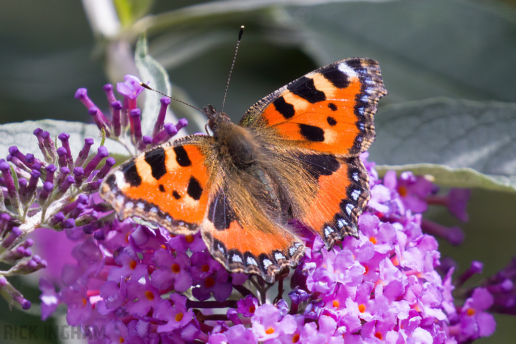 Small Tortoiseshell Butterfly