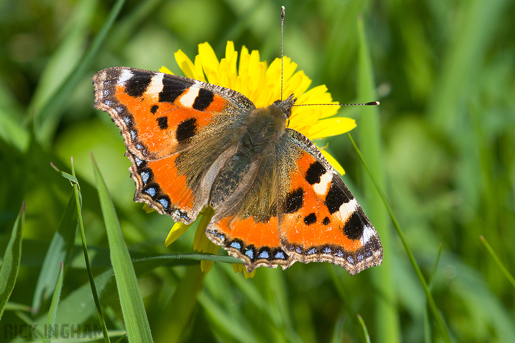 Small Tortoiseshell Butterfly