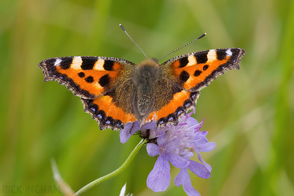 Small Tortoiseshell Butterfly