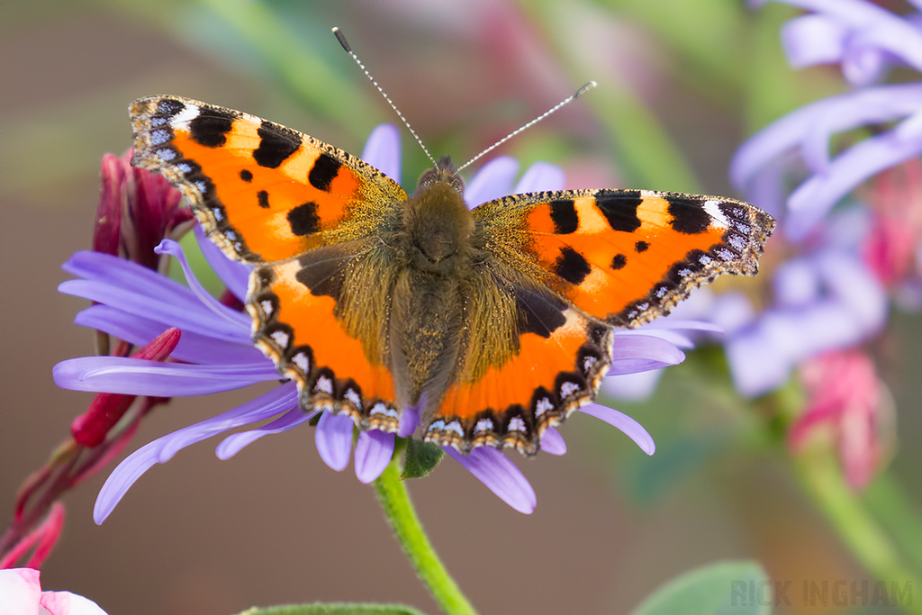 Small Tortoiseshell Butterfly