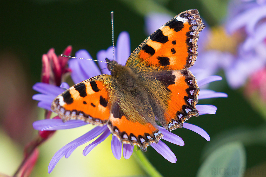 Small Tortoiseshell Butterfly