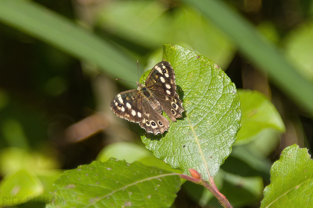 Speckled Wood Butterfly