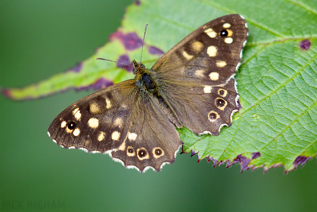 Speckled Wood Butterfly