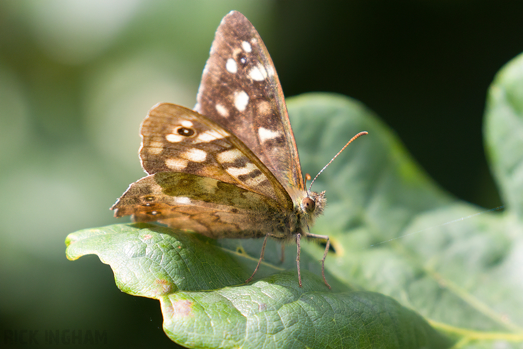 Speckled Wood Butterfly