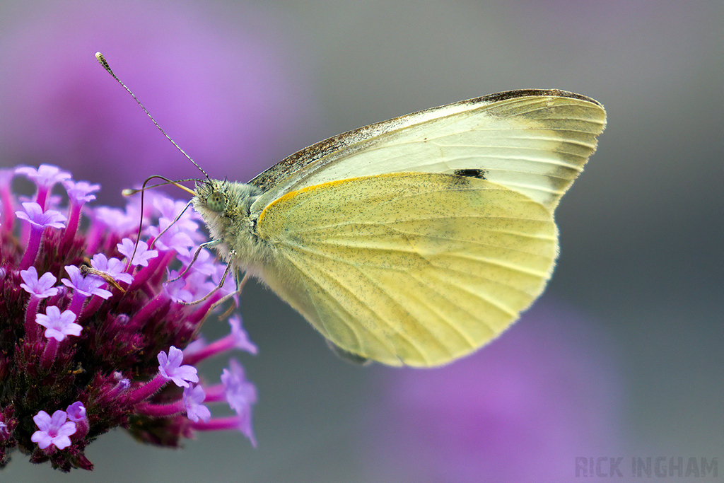 Large White Butterfly