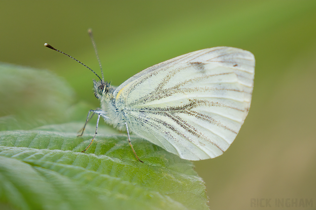 Green Veined White Butterfly