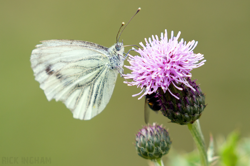 Green Veined White Butterfly