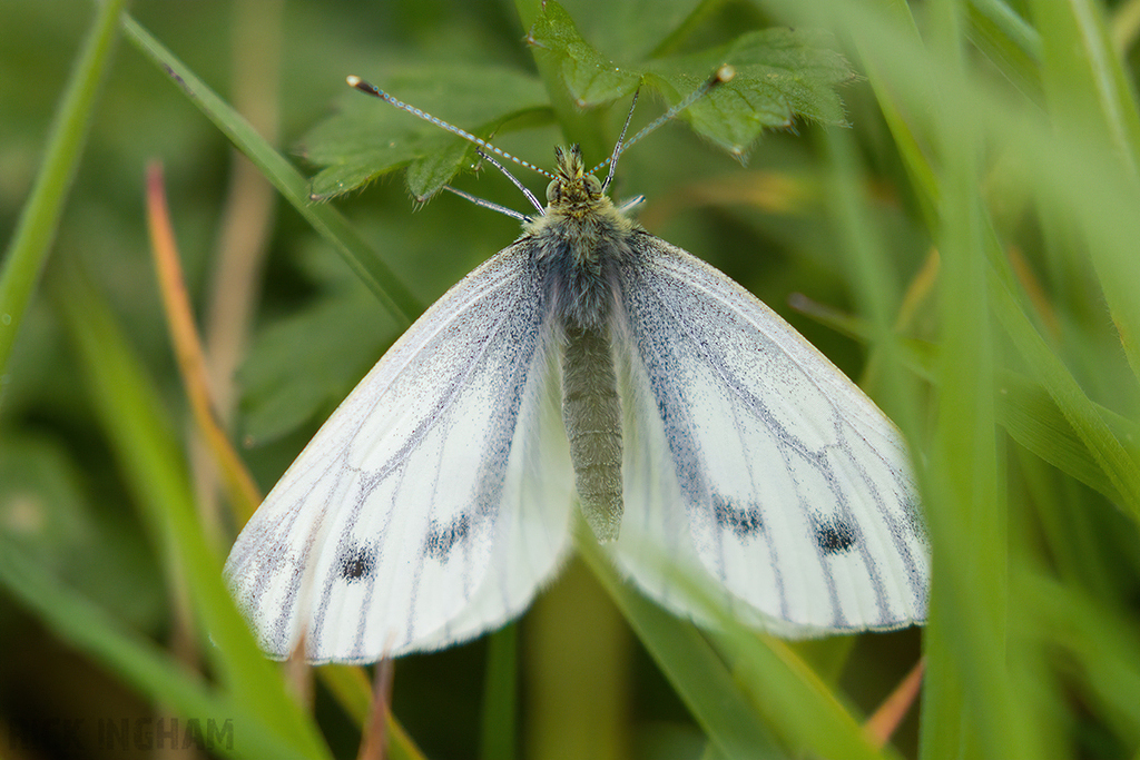 Green Veined White Butterfly