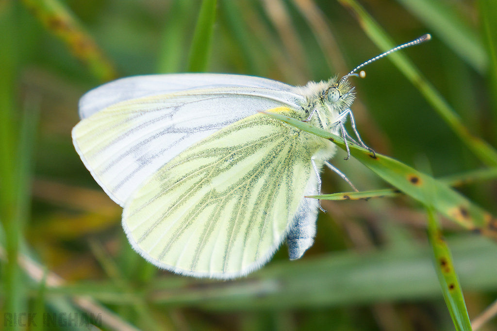 Green Veined White Butterfly