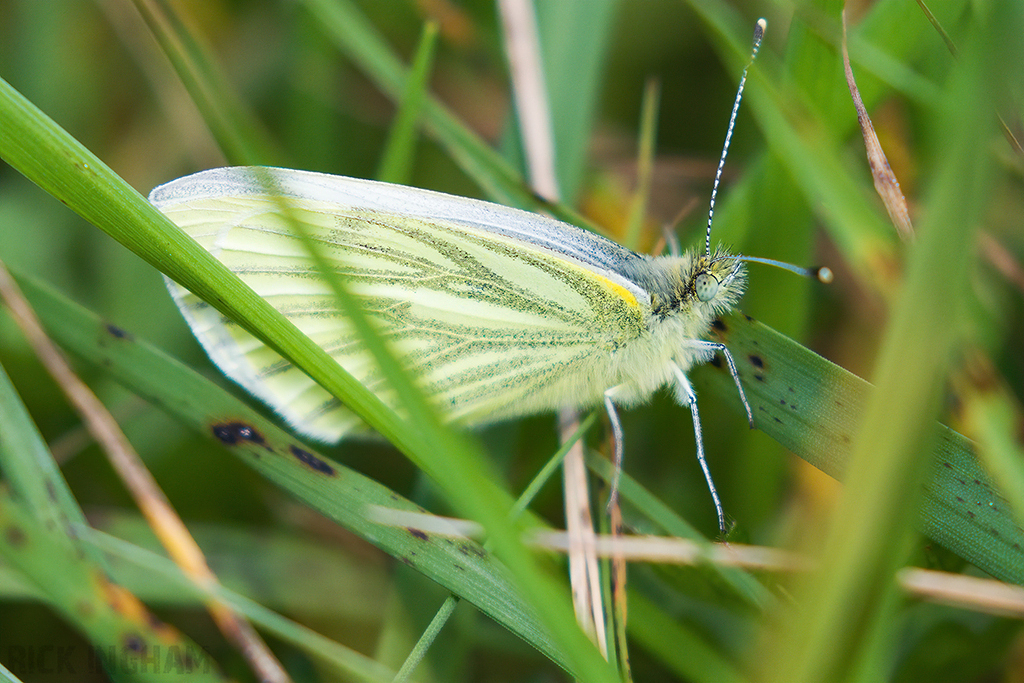 Green Veined White Butterfly