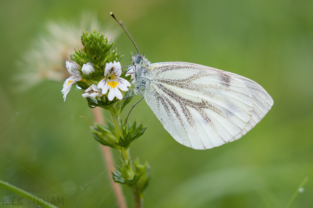 Green Veined White Butterfly