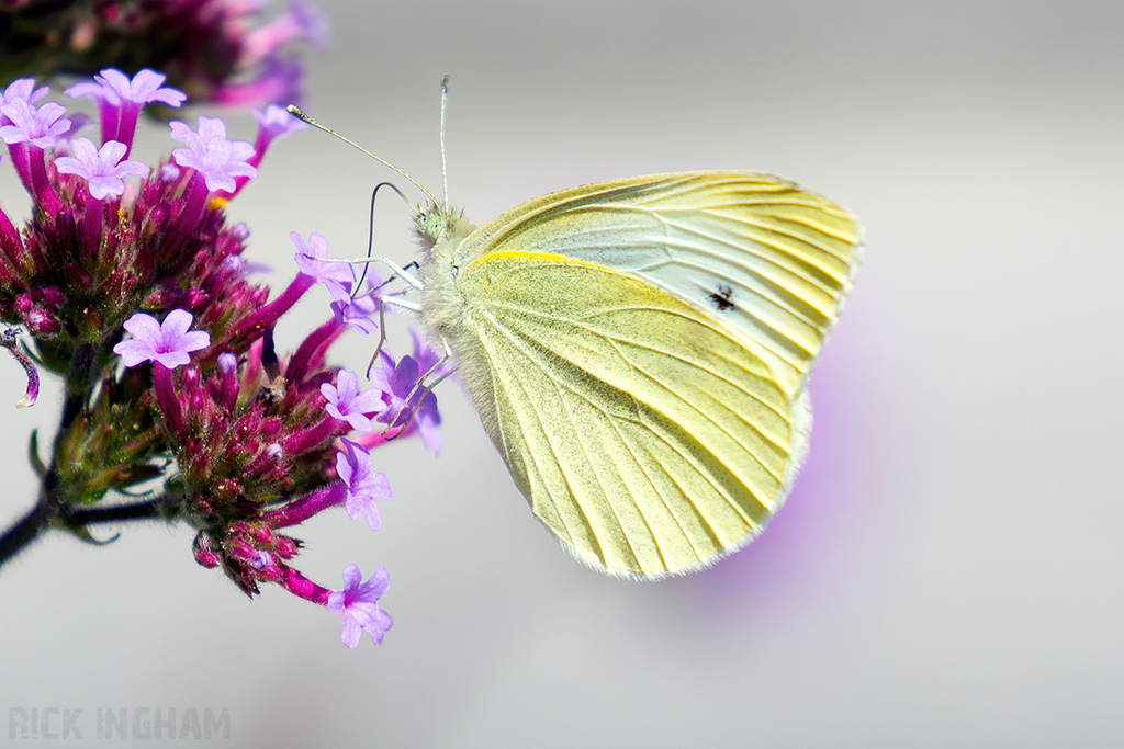 Small White Butterfly