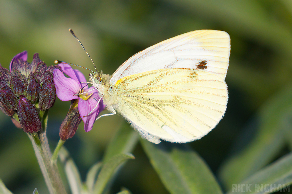 Small White Butterfly