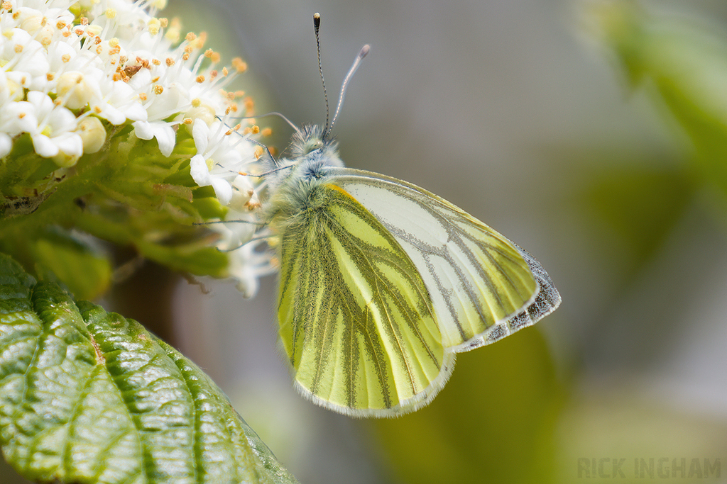 Green Veined White Butterfly