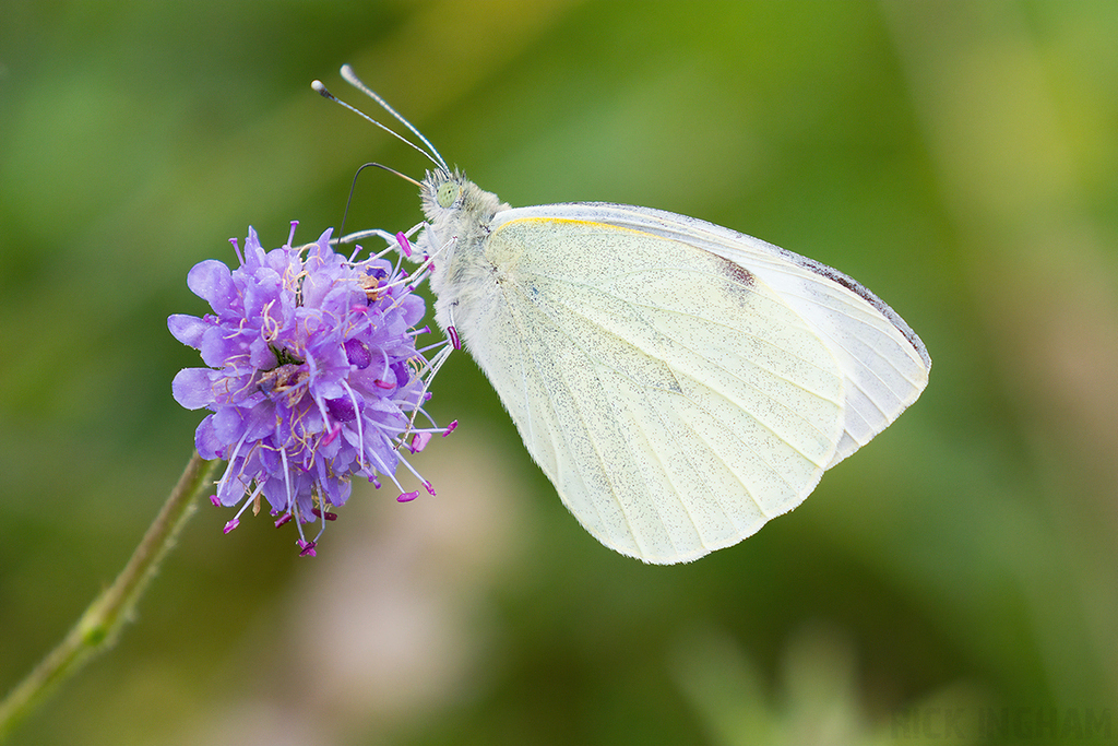 Small White Butterfly