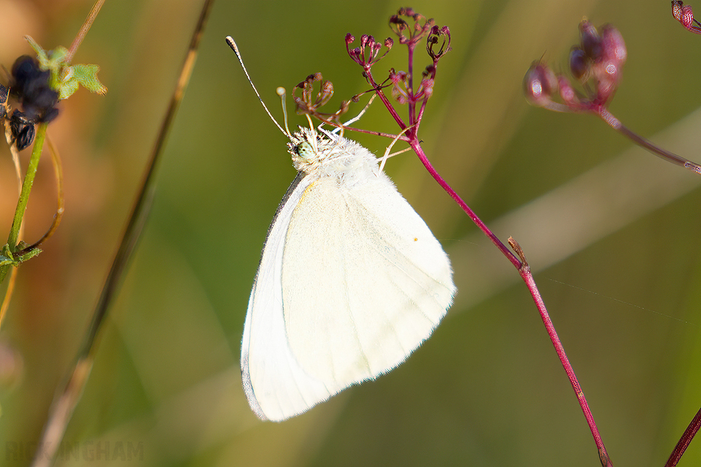 Small White Butterfly