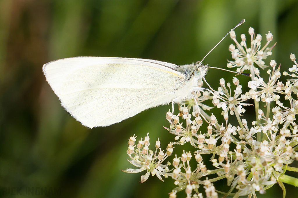 Small White Butterfly