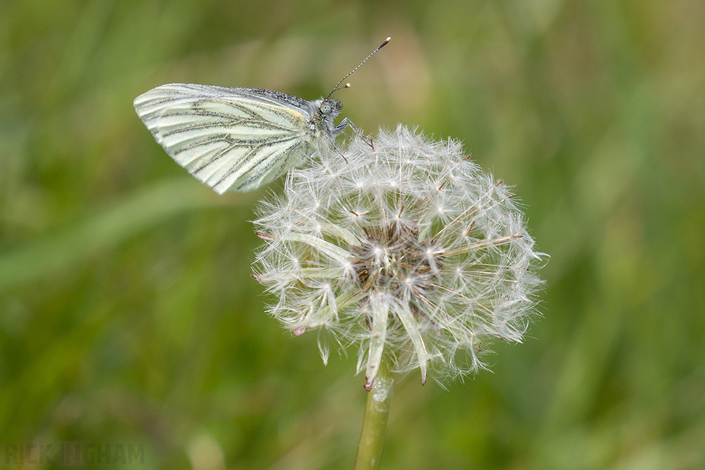 Green Veined White Butterfly