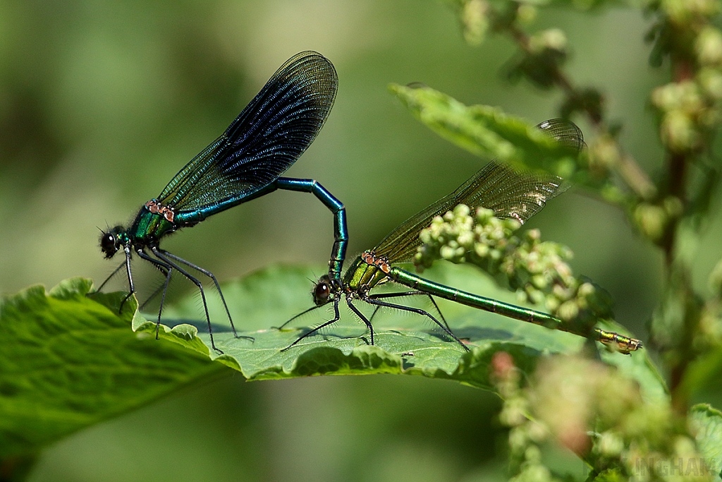 Damselfly