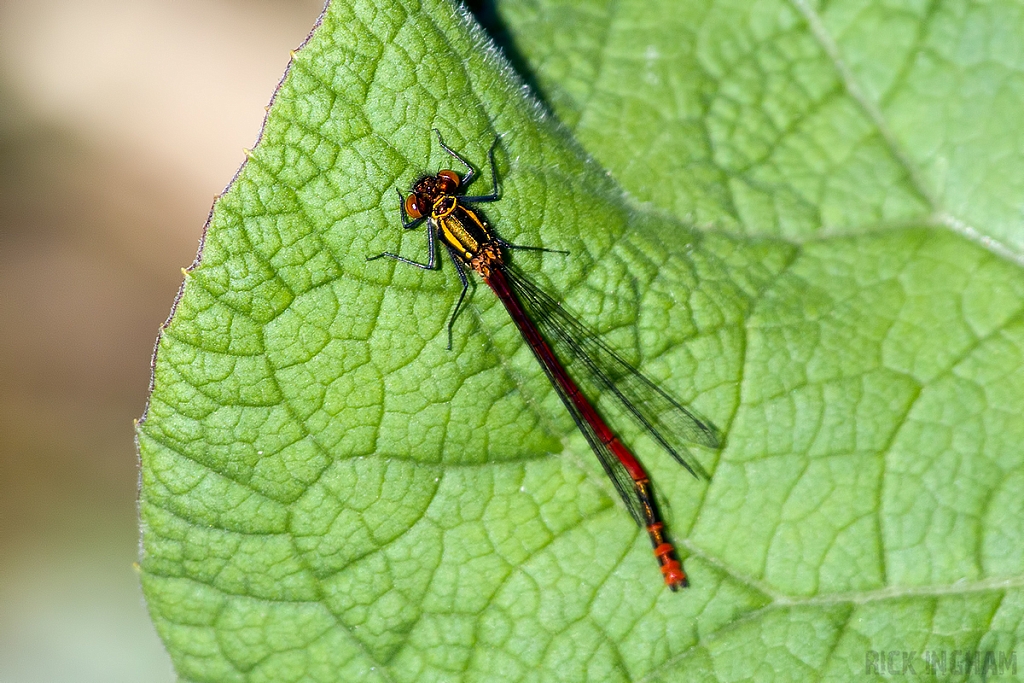 Common Darter