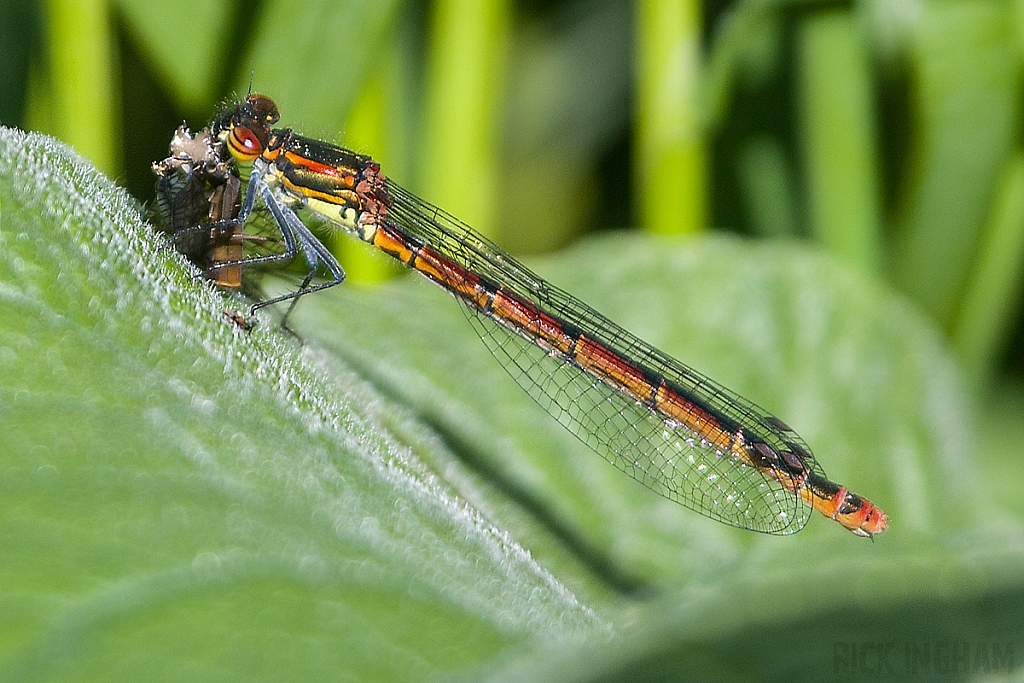 Common Darter