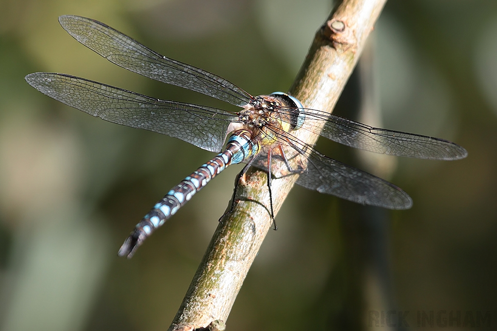 Migrant Hawker