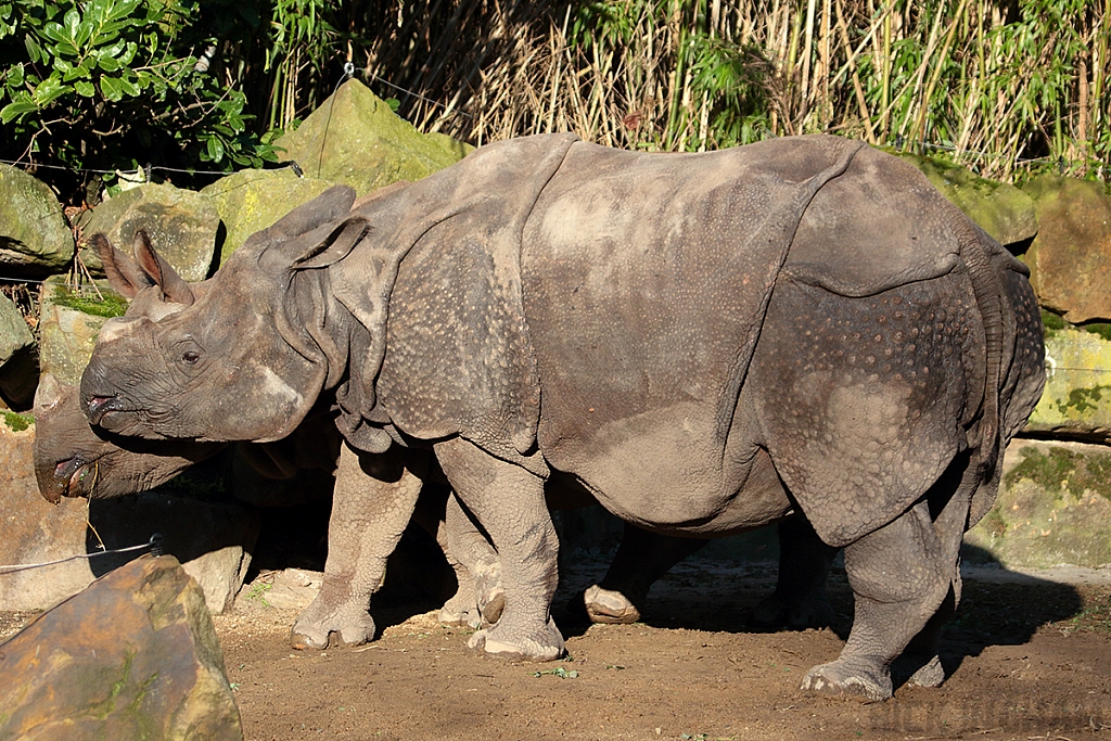 Indian Rhino
