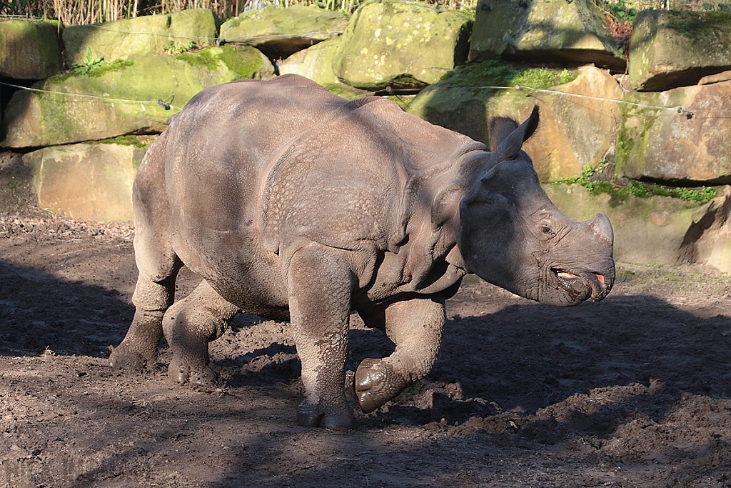 Indian Rhino