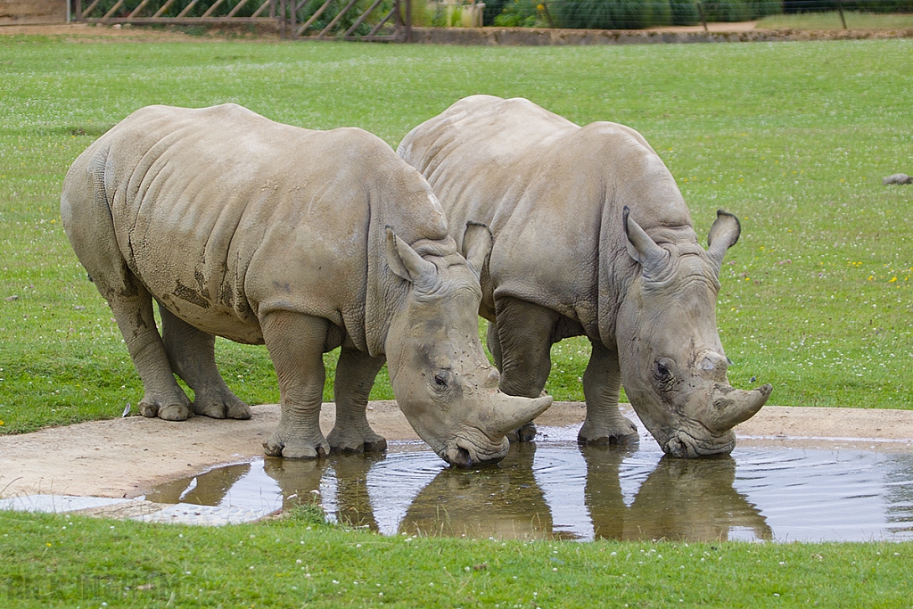 Southern White Rhino