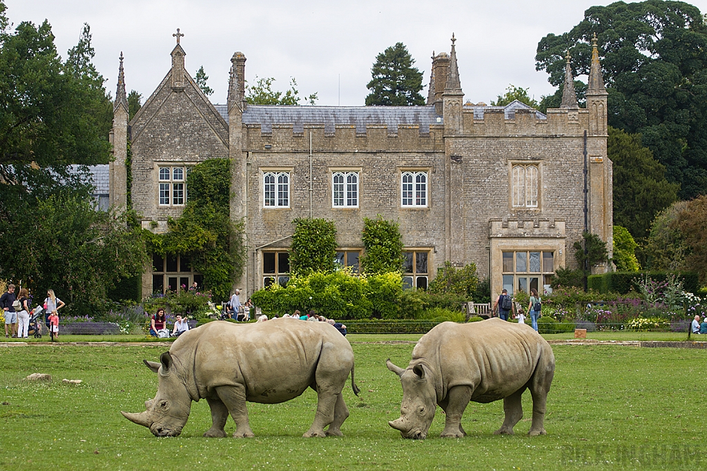 Southern White Rhino