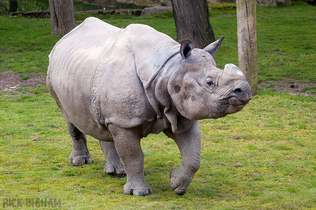 Greater One-horned Rhino