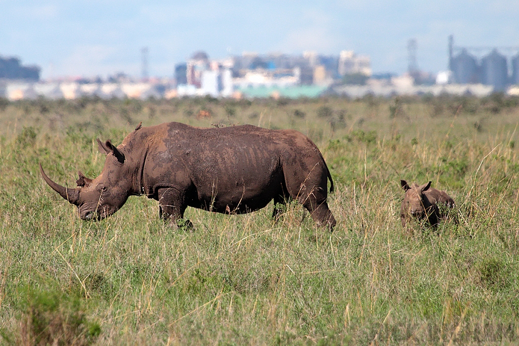 White Rhino